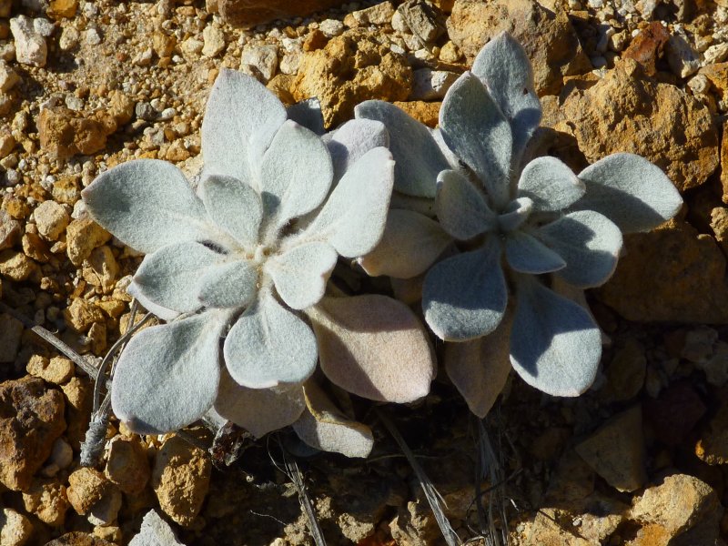 Altered andesite buckwheat (Eriogonum robustum), Polygonaceae