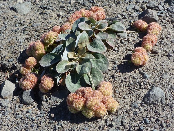 Lobb's buckwheat (Eriogonum lobbii), also named granite buckwheat