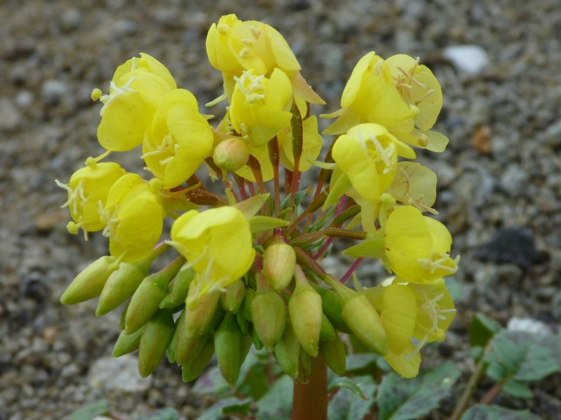 Yellow primrose flower cluster