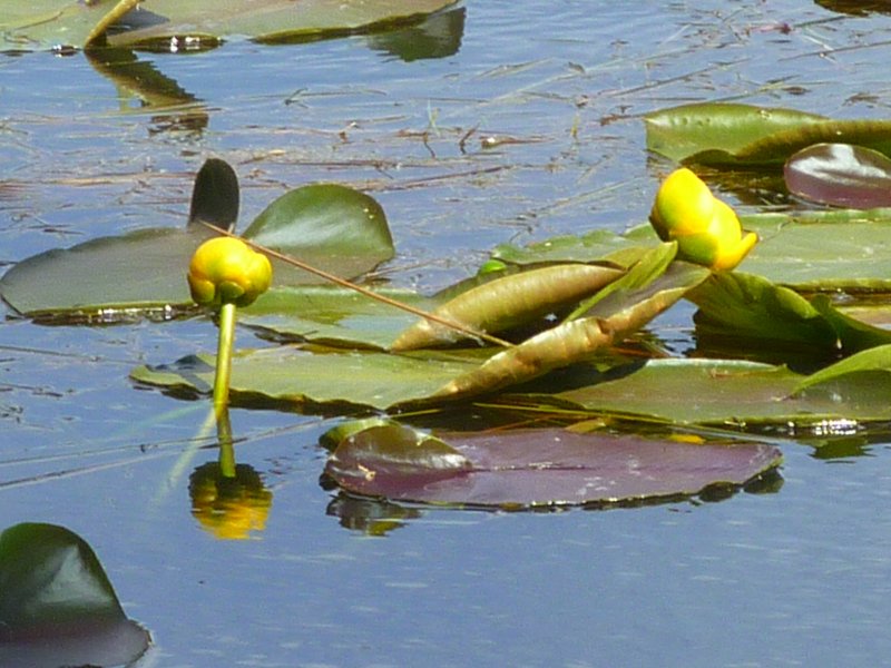 Yellow water lilies at Rock Lake, southeast of Slide Mountain