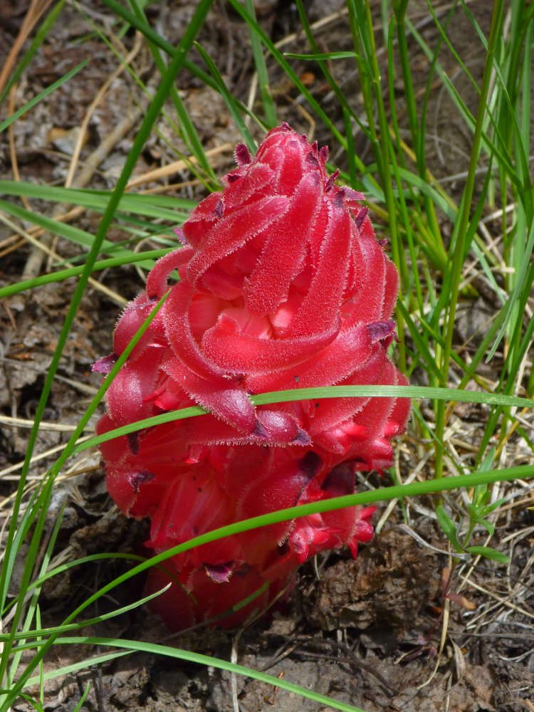 Snow plant with red scales