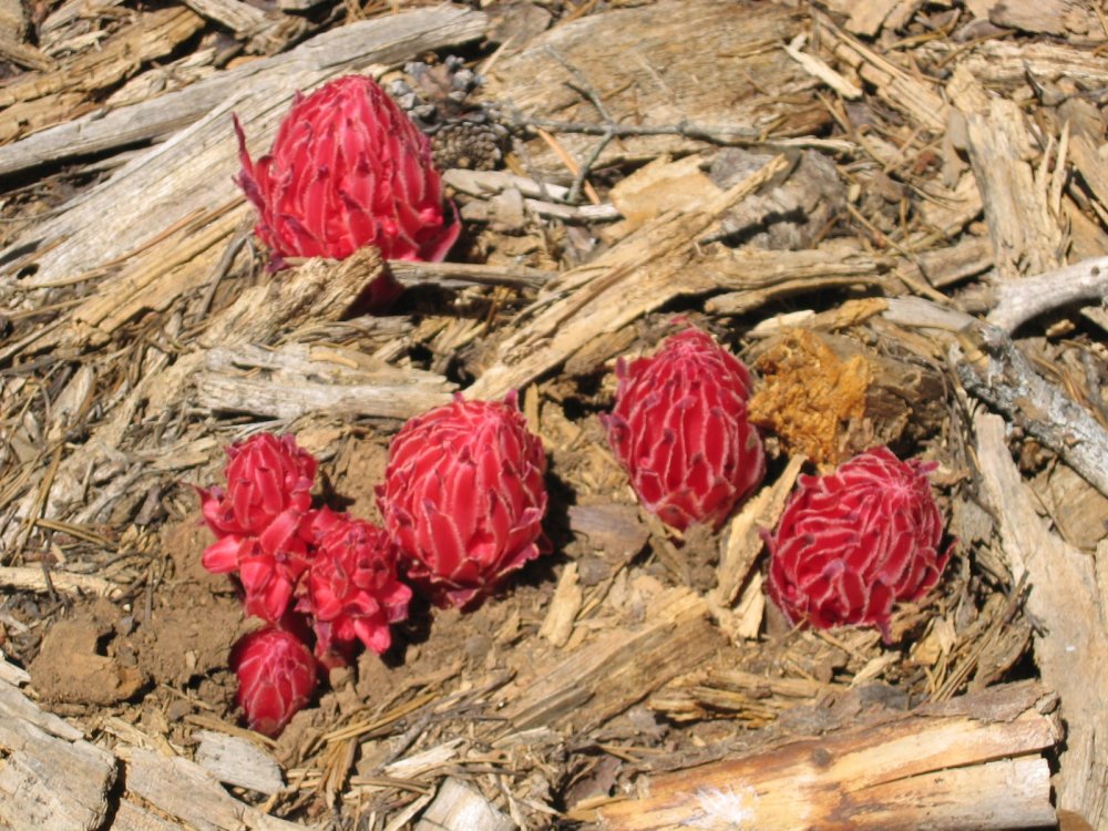 Cluster of snow plants