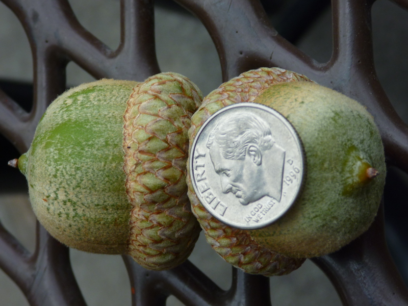 Pin oak acorns with dime