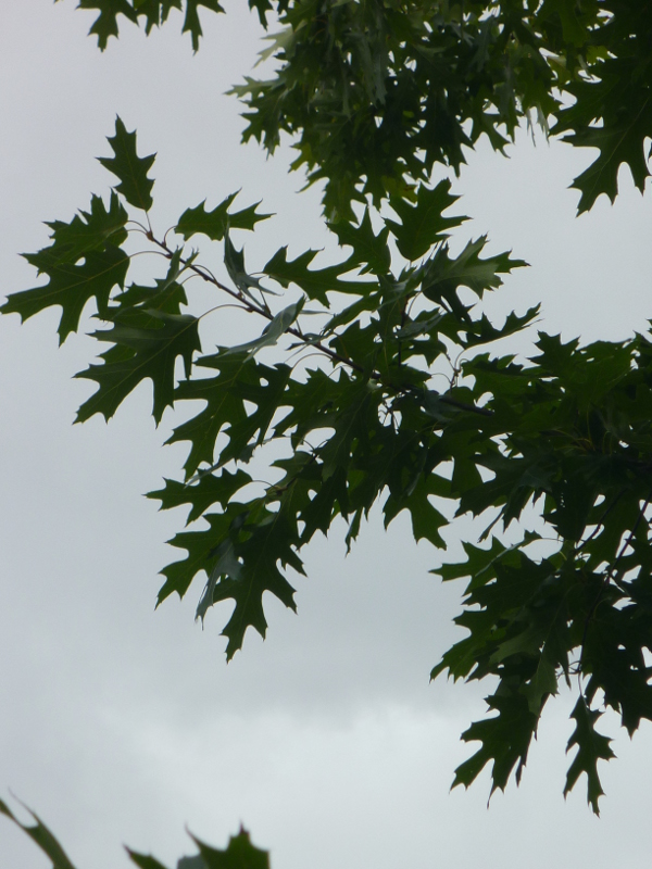 Pin oak leaves