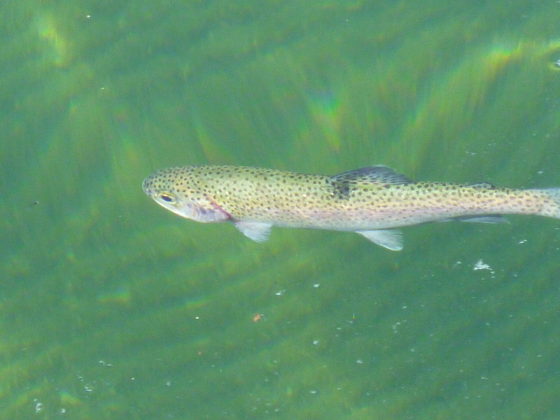 Released rainbow trout