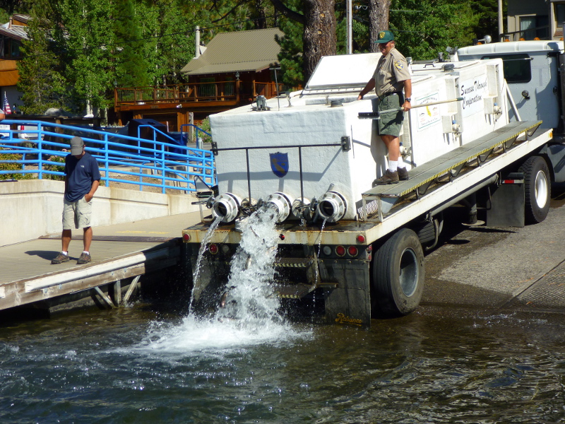 Release of rainbow trout