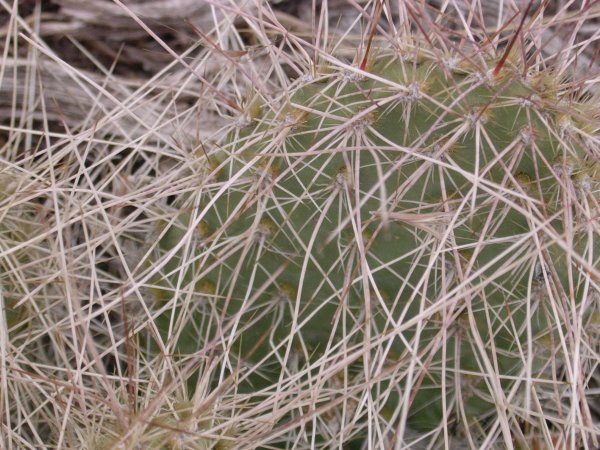 Prickly pear spines