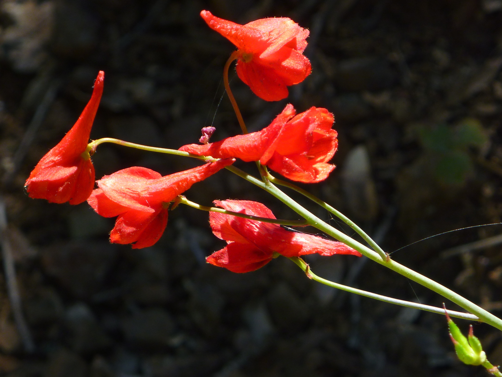 Red larkspur Red larkspur
