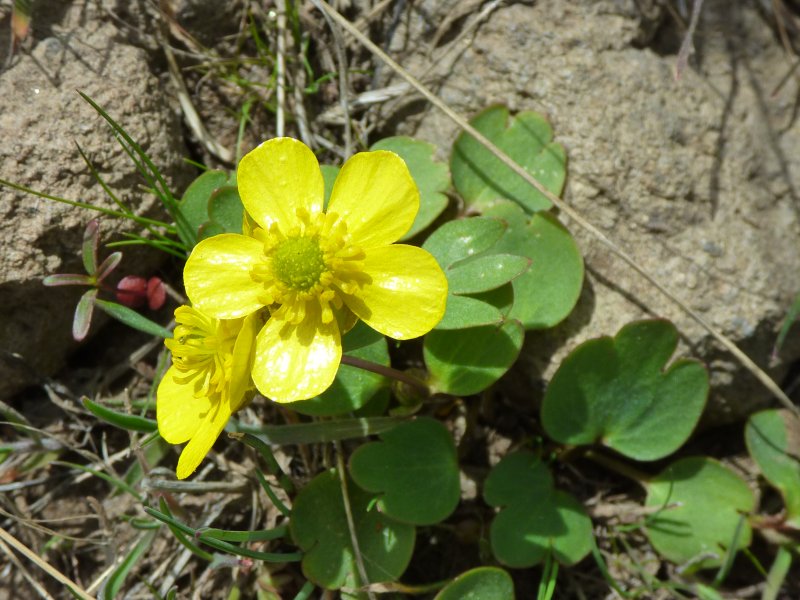 Buttercup along lower Thomas Creek Trail, Reno, Nevada