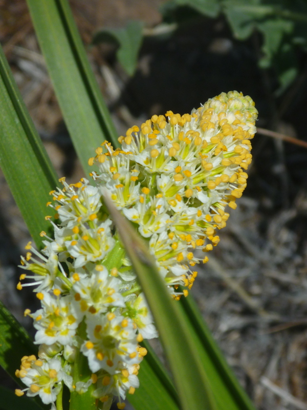Panicle of sand corn, Thomas Creek