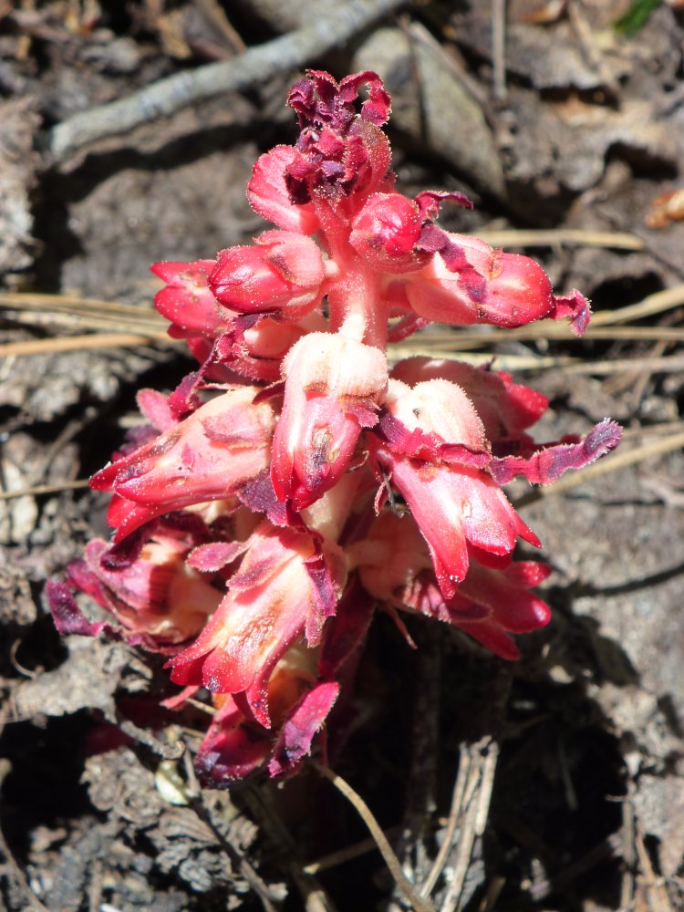 Snow plant showing tubular bells