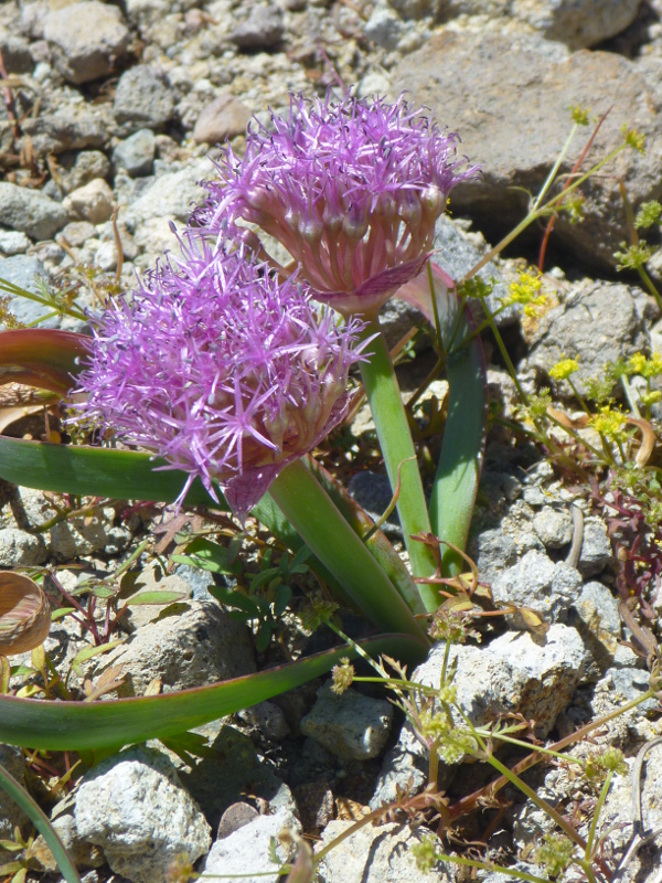A pair of flat-stemmed onion plants showing off their pink flower umbels