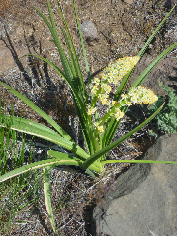 Sand corn plant along Thomas Creek Trail, south of Reno, Nevada