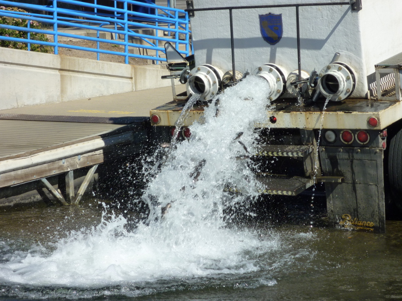 Release of rainbow trout