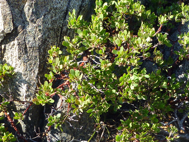 Pinemat manzanita between Salmon Lake rocks