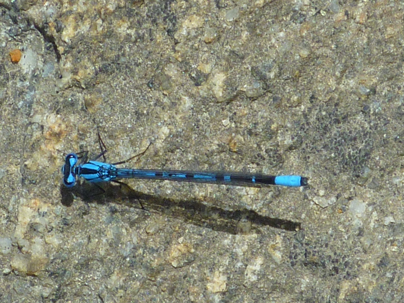 Damselfly on rock of Shealor Lake shore