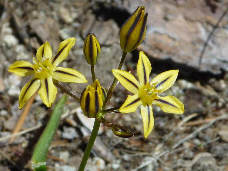 Pretty face along Shealor Lake Trail