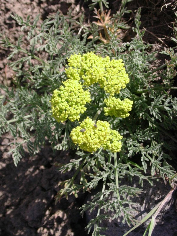 Biscuitroot