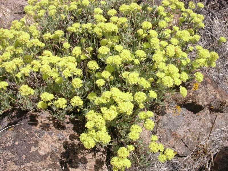 Buckwheat