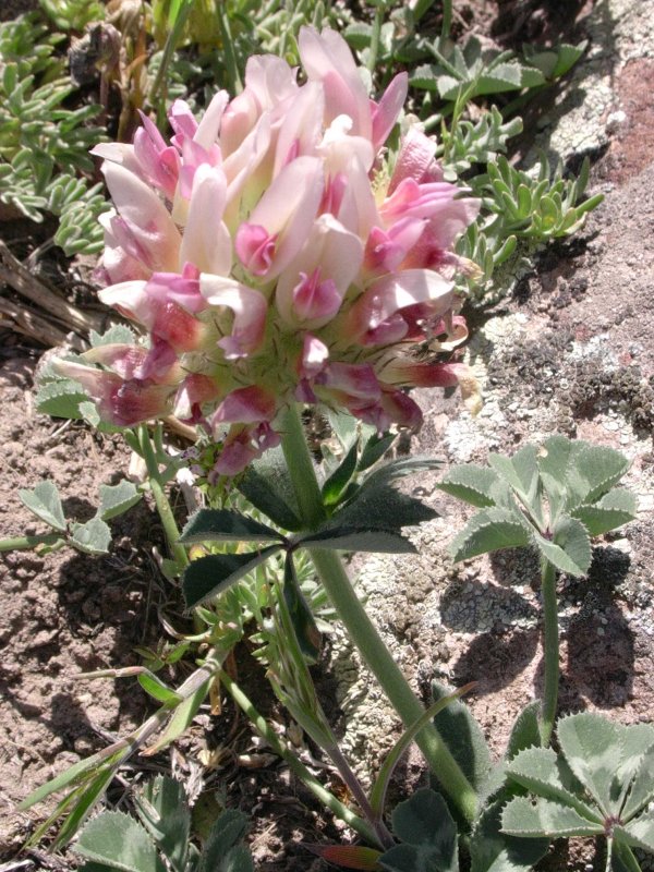 Clover