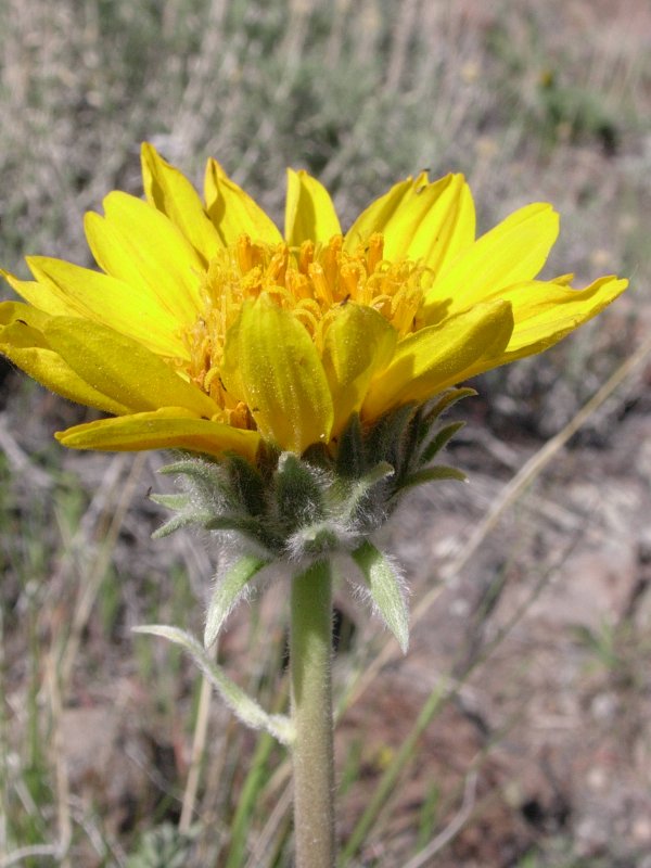 Hooker Balsamroot