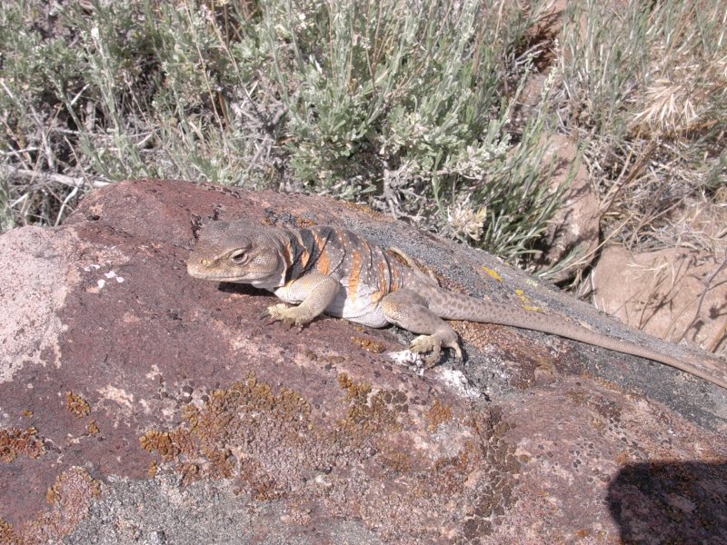 Lizard