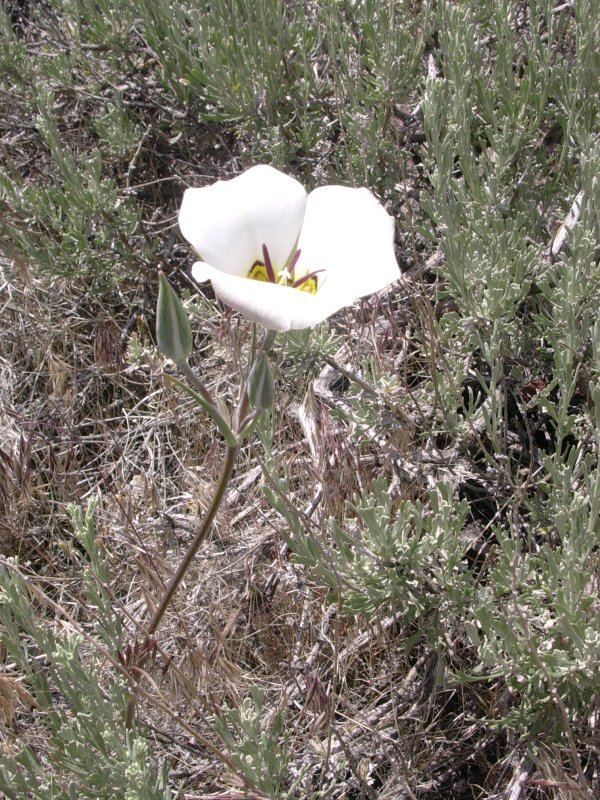 Mariposa Lily