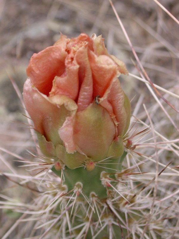 Prickly pear