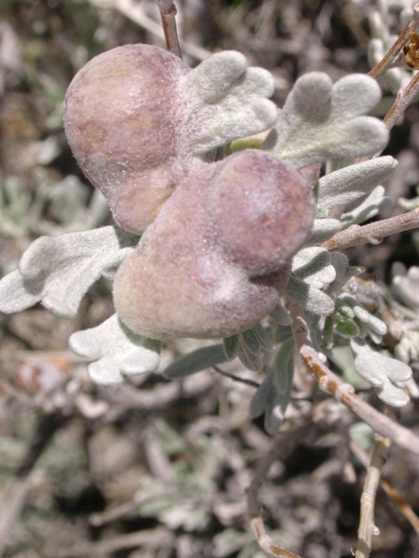 Sagebrush gall