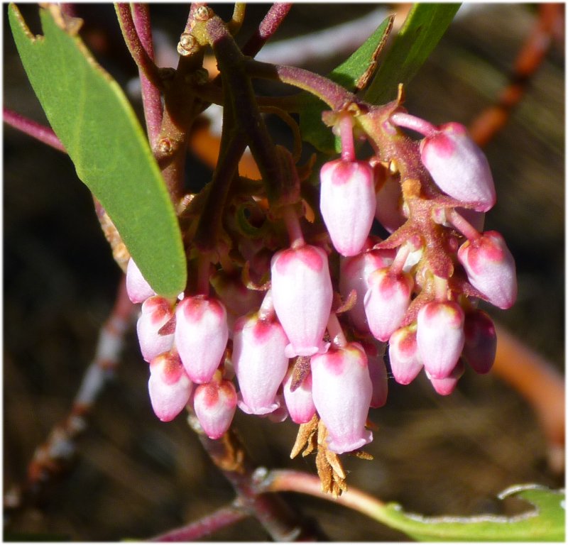 manzanita urns