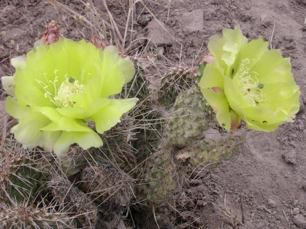 Prickly pear flowers