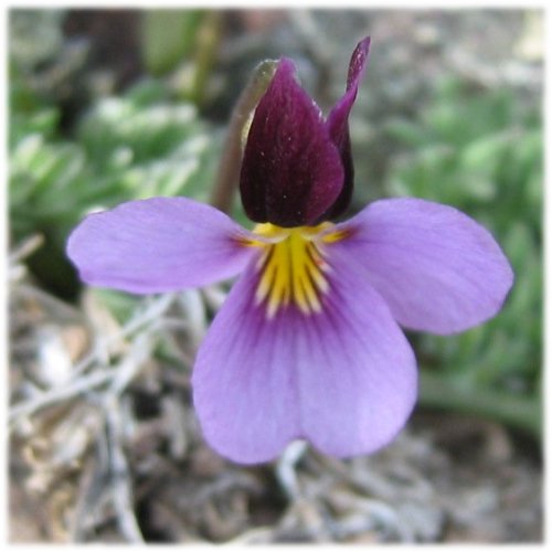 Beckwith violet