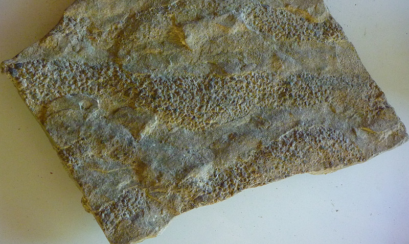 Sibley's rock collection: ripple-marked pebbly sandstone