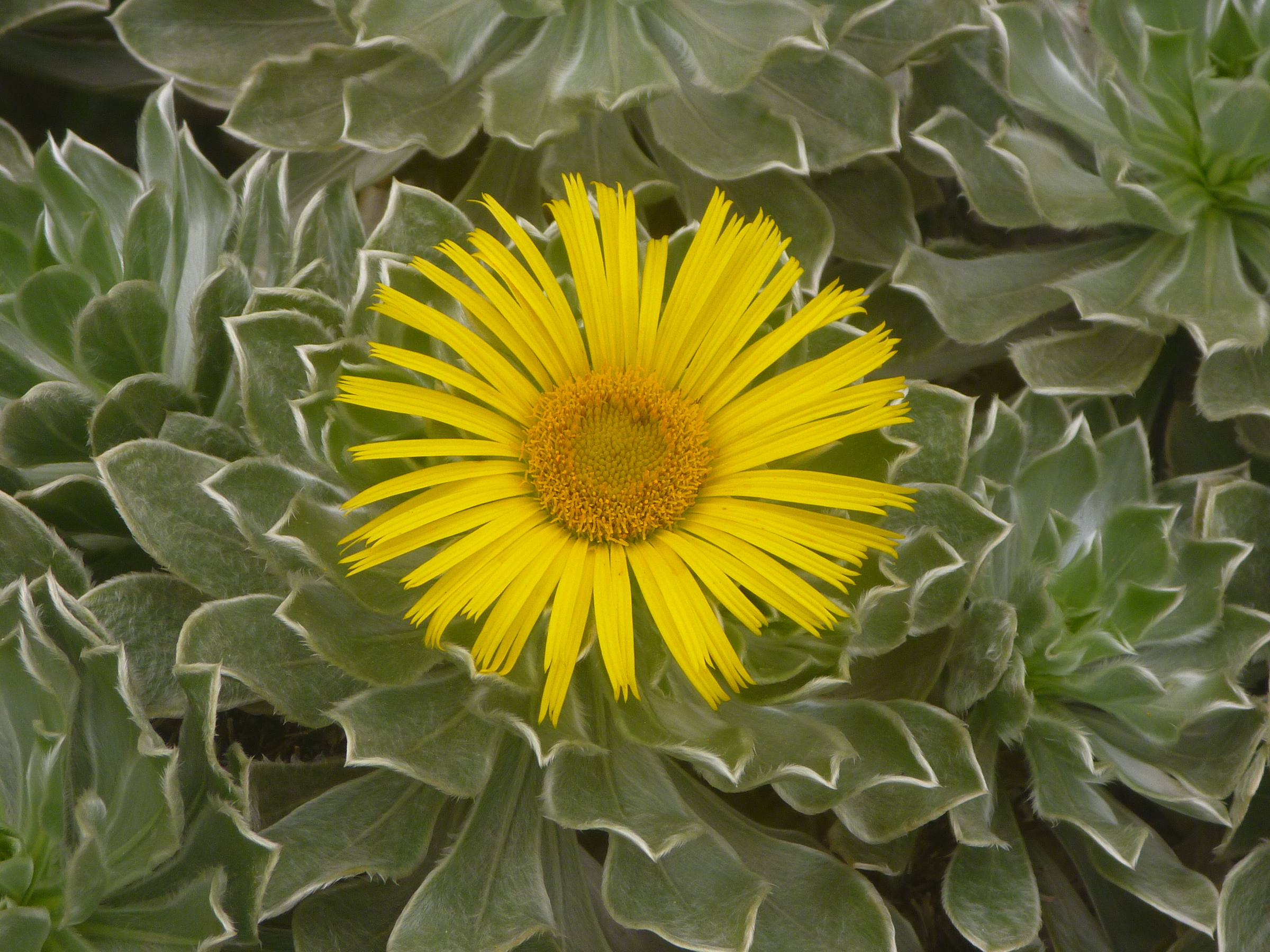Asteriscus sericeus