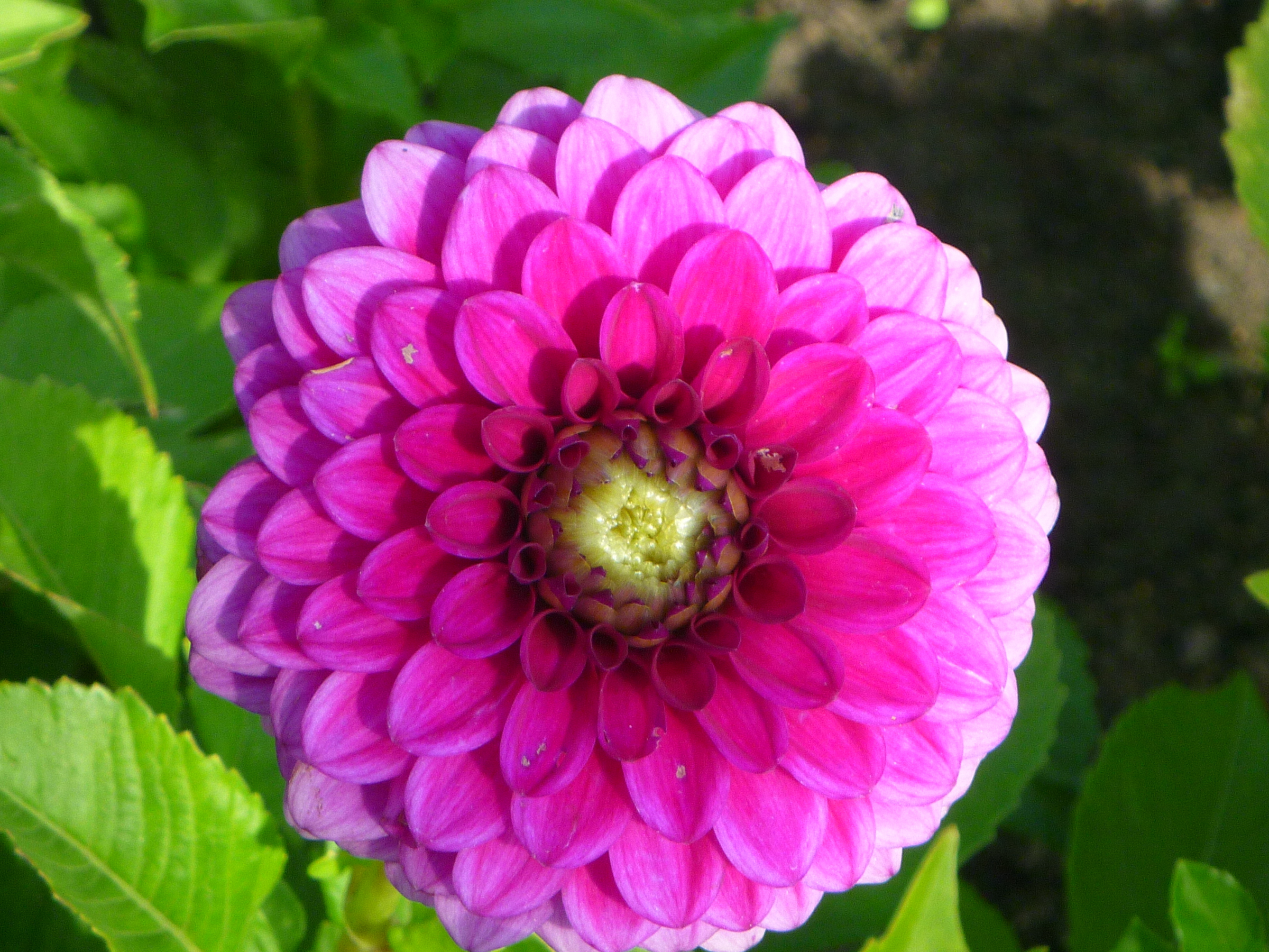 Dahlia Cryfield Harmony