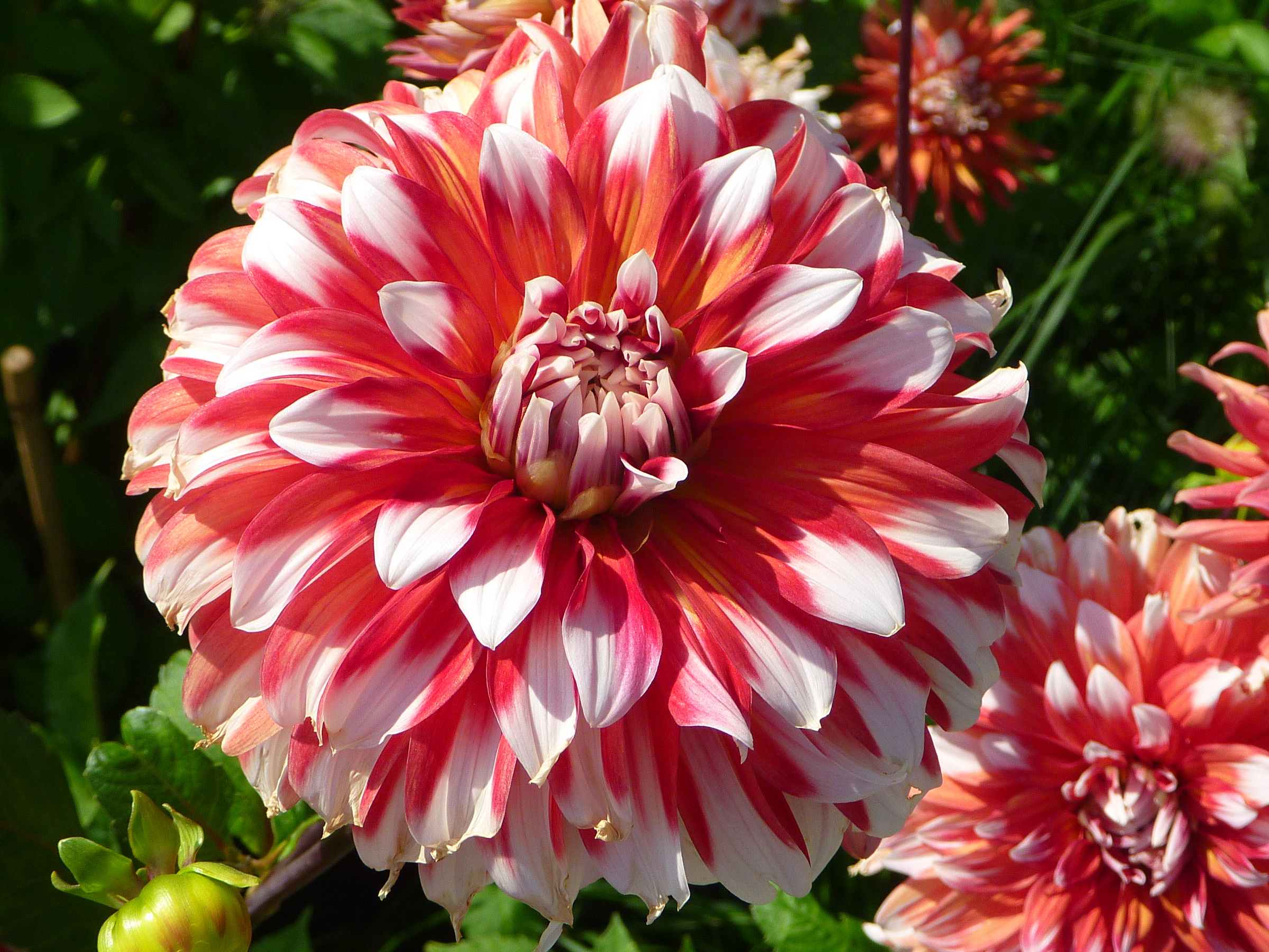 Dahlia Dzivite