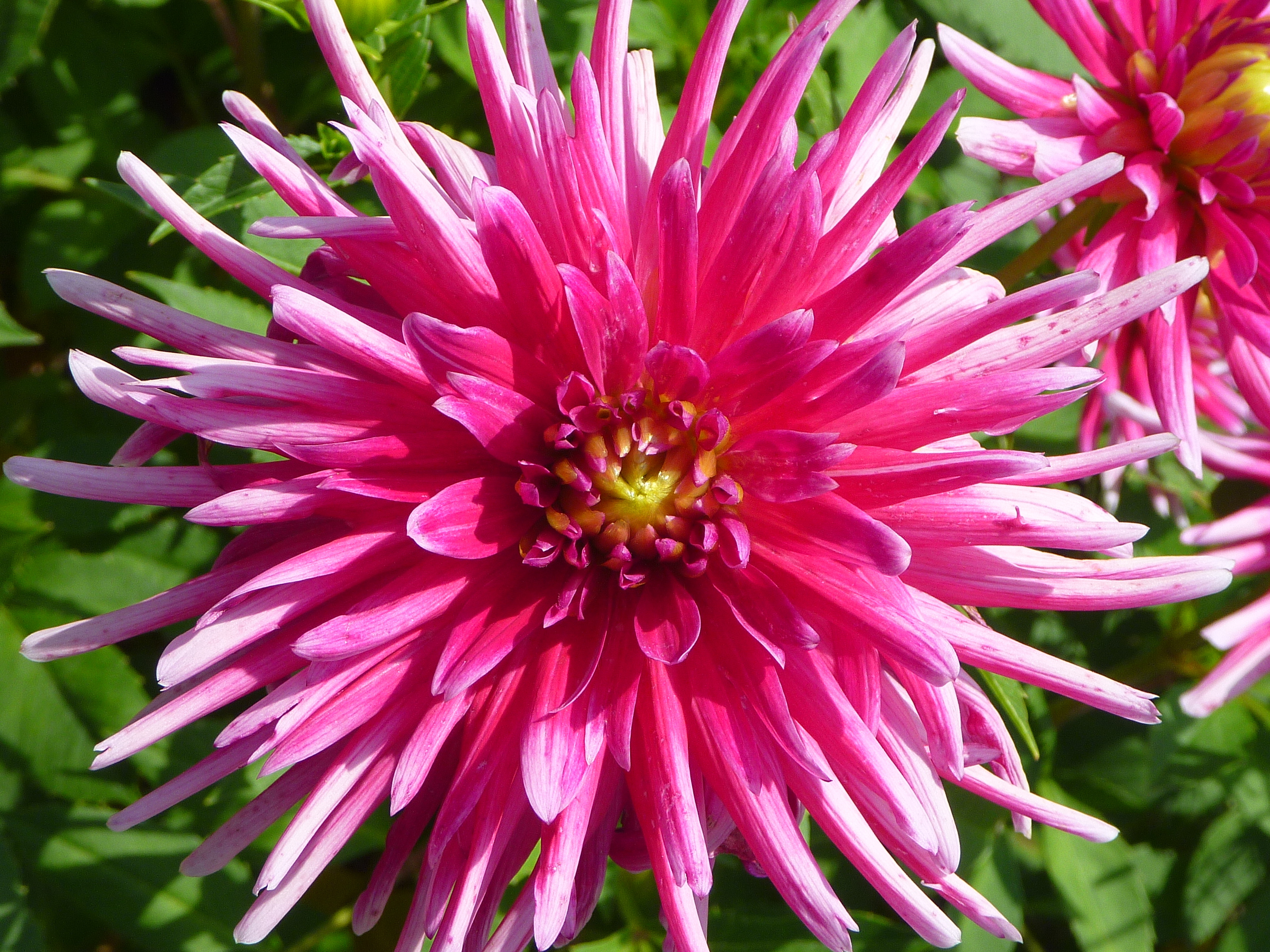 Dahlia cultivar Gute Laune