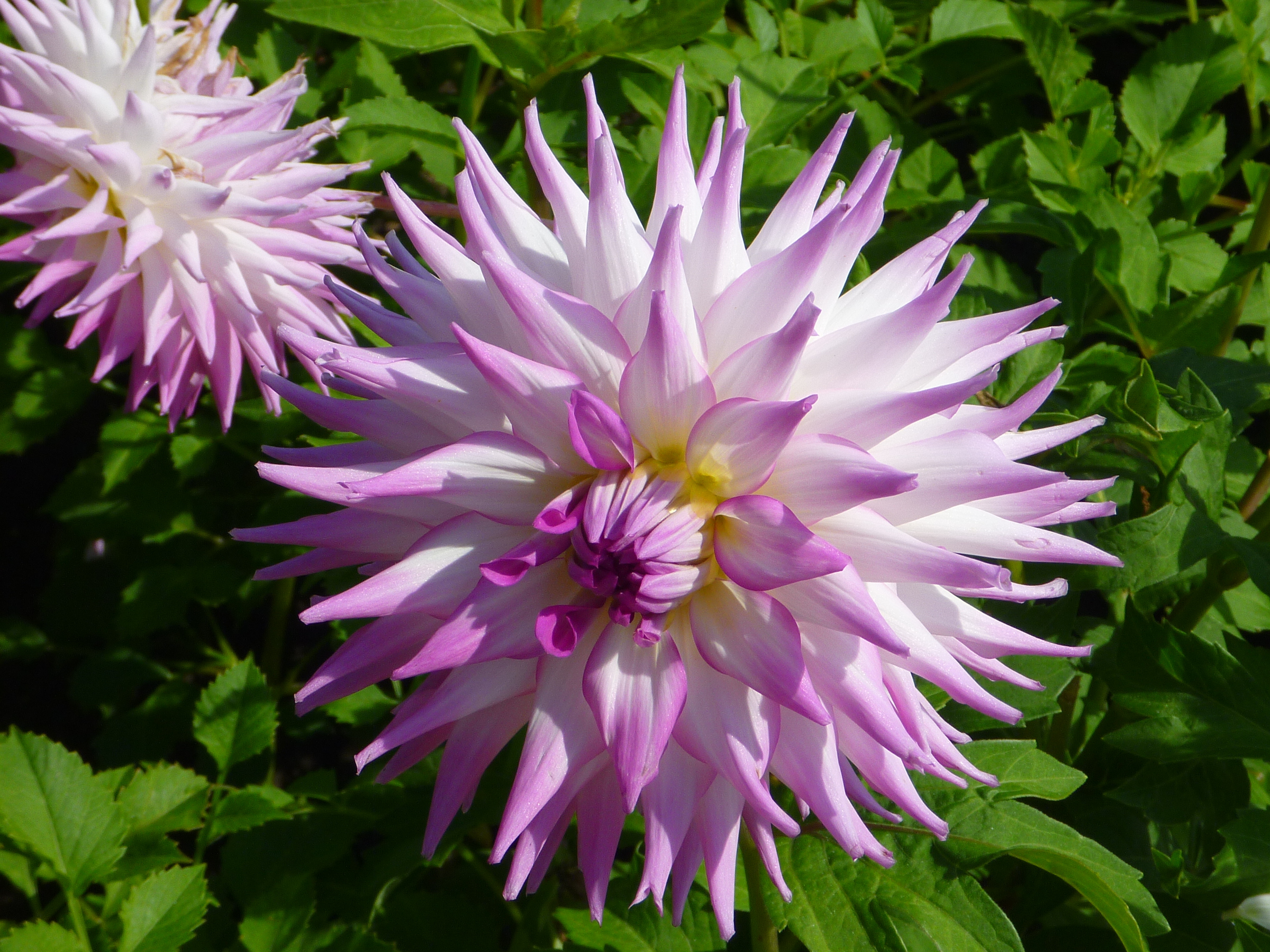 Dahlia Elsie Huston