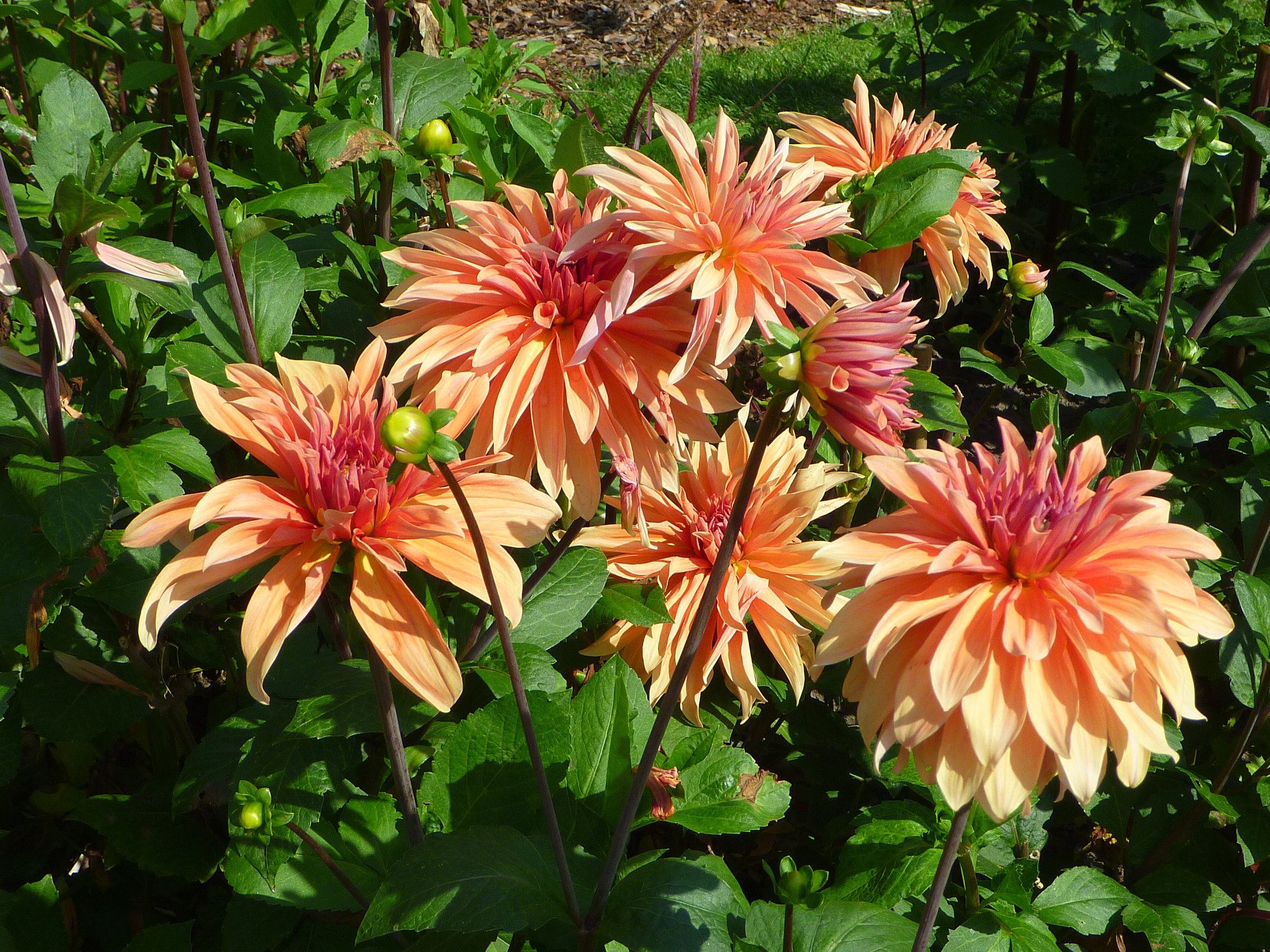 Dahlia IGA Rostock