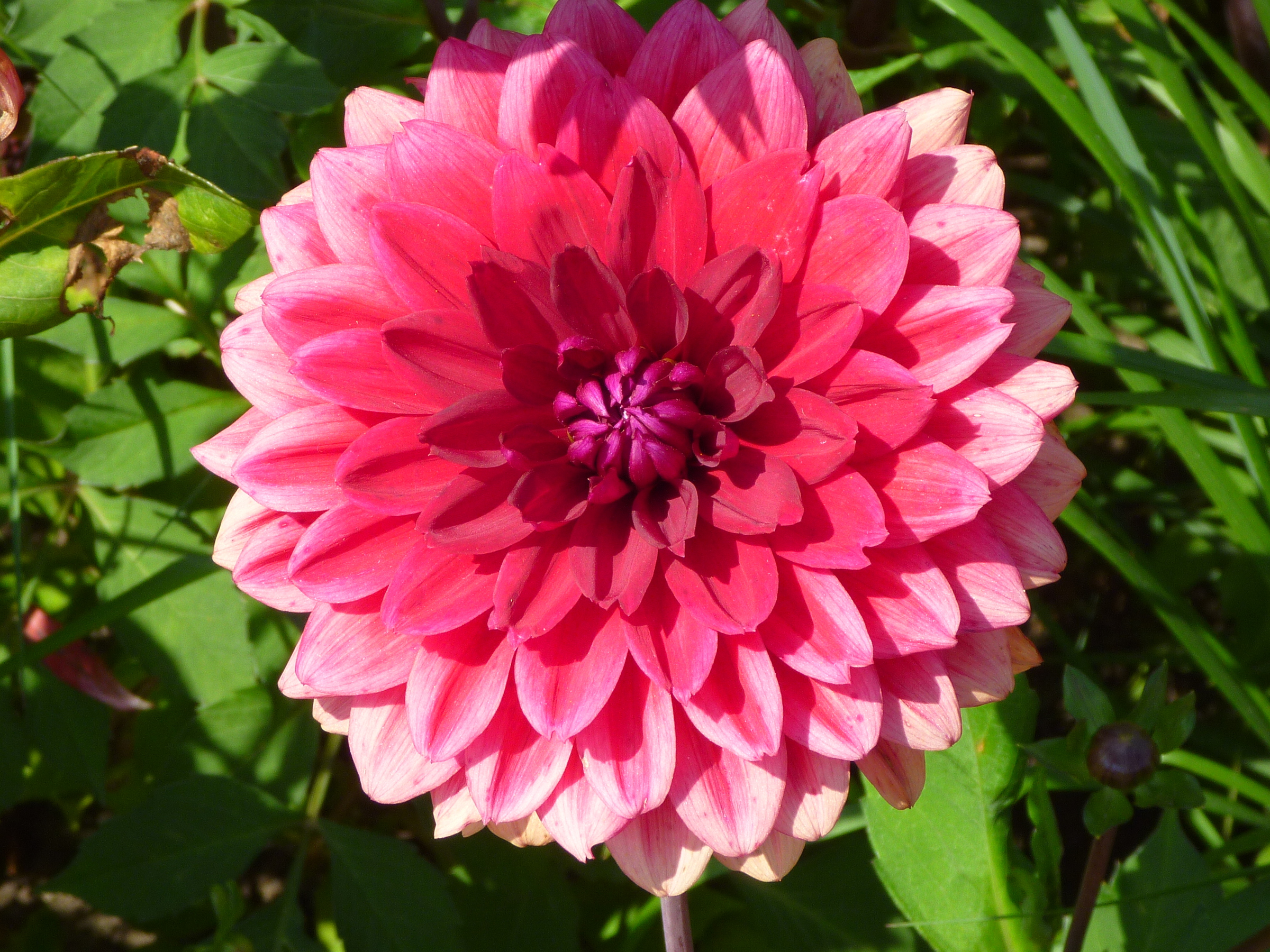 Dahlia Philadelphia