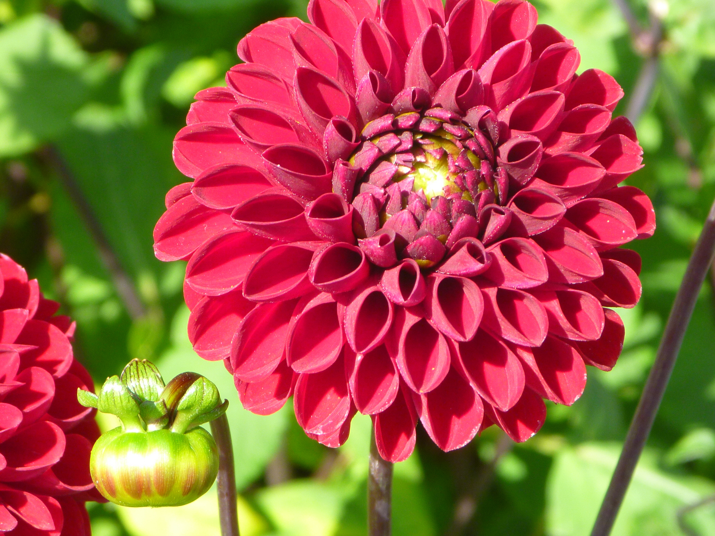 Dahlia Red Fox