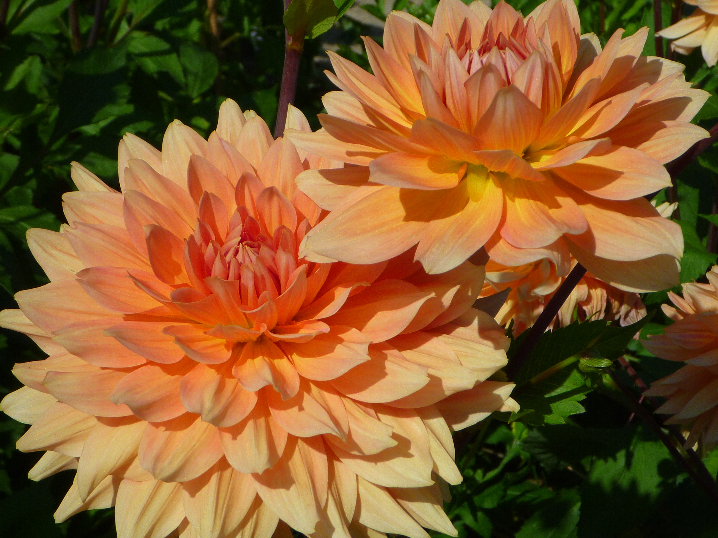 Dahlia Traute