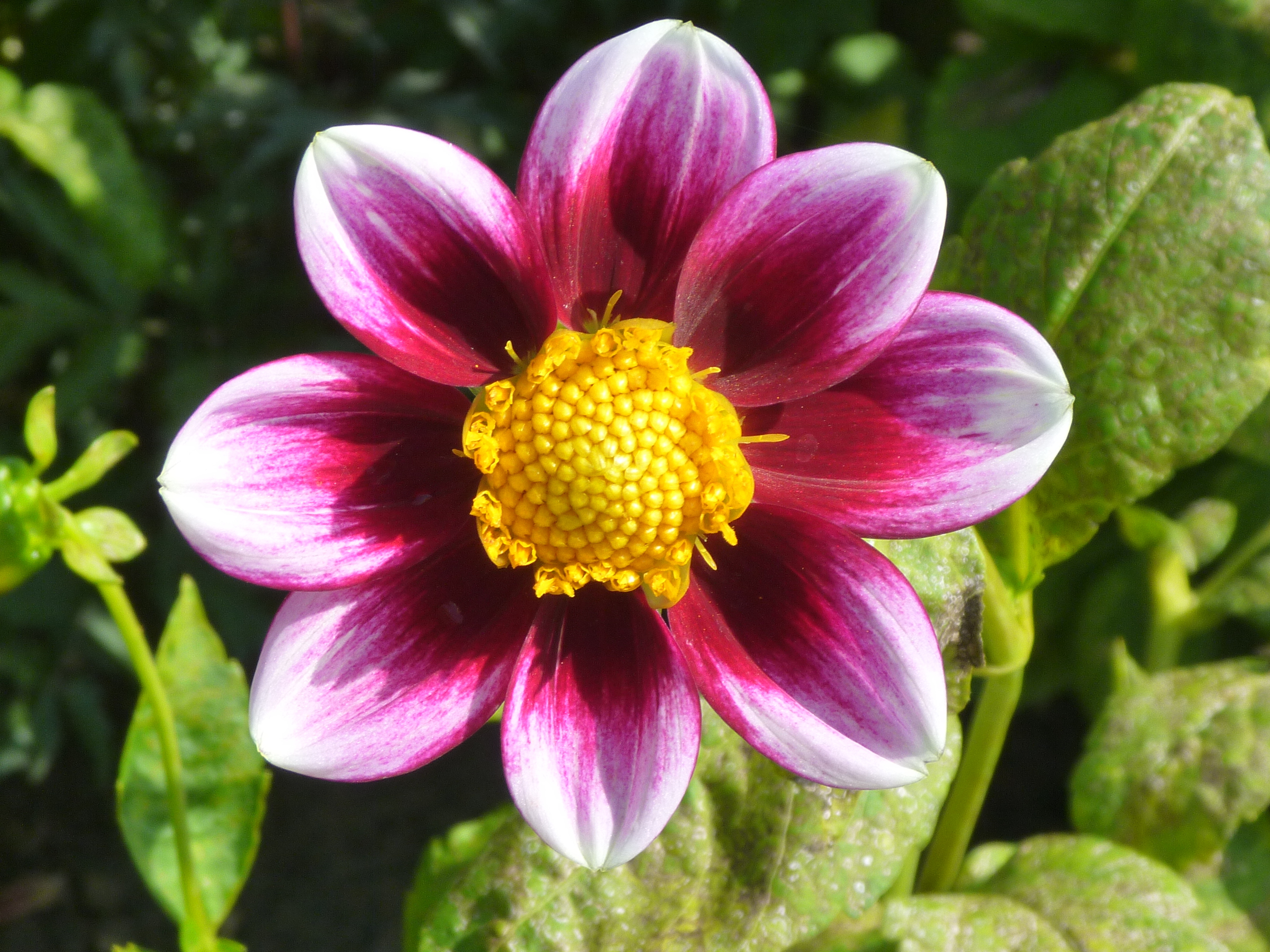 Dahlia Vielliebchen