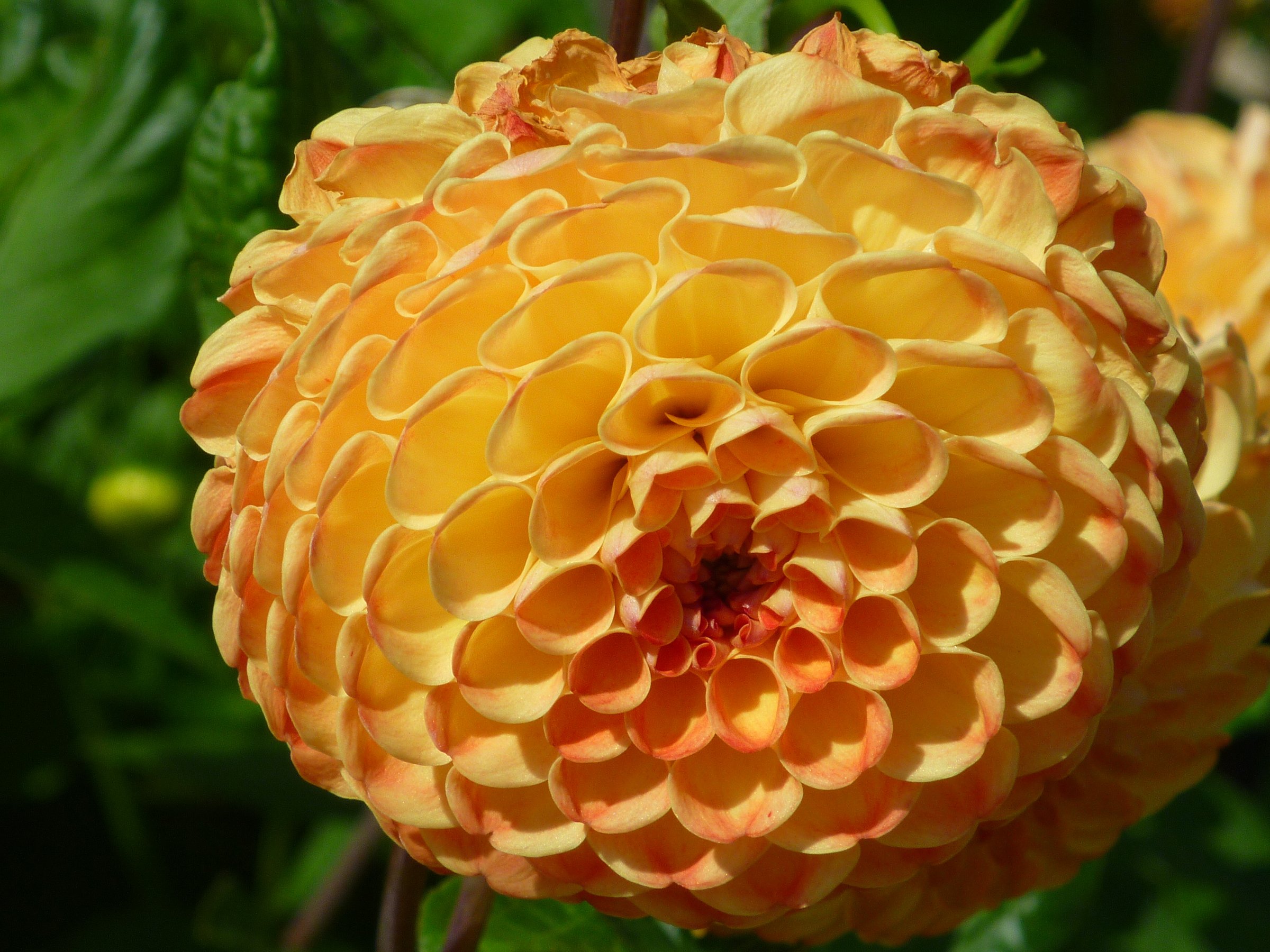 Dahlia Stadt Würzburg