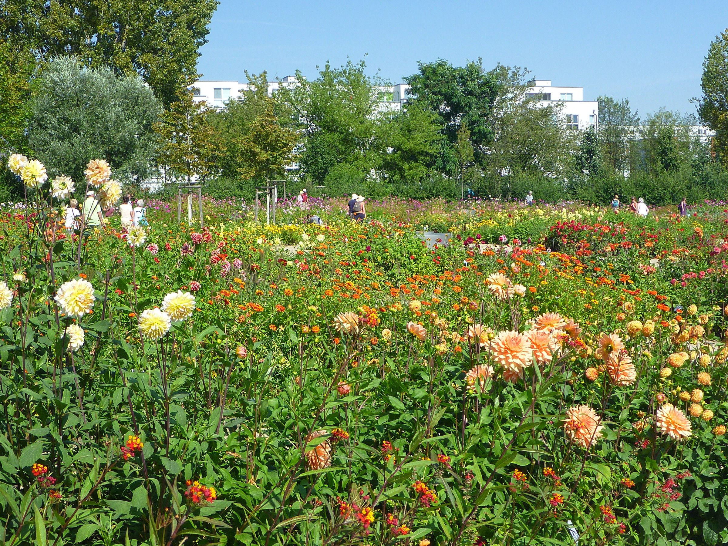 Dahlia garden at IGA Berlin 2017