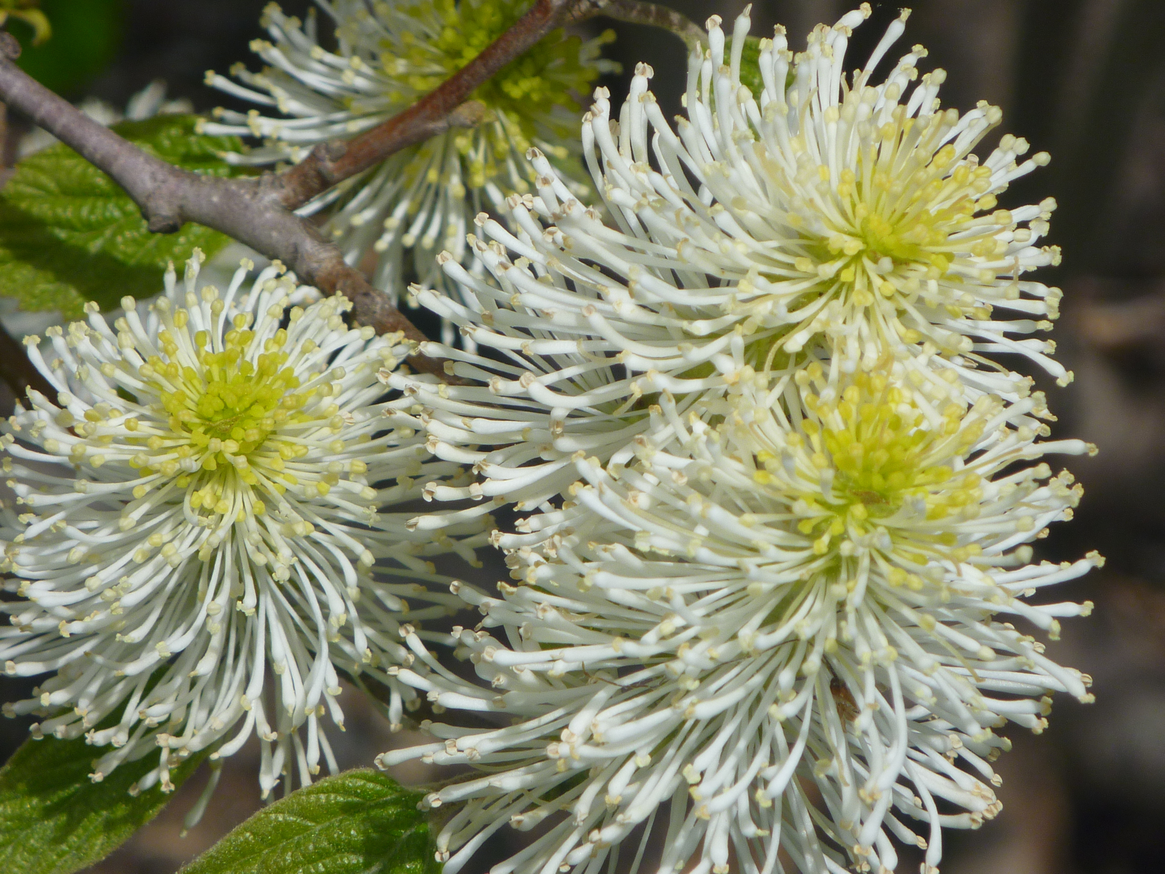 Bottlebrush flowers of mountain witch alder
