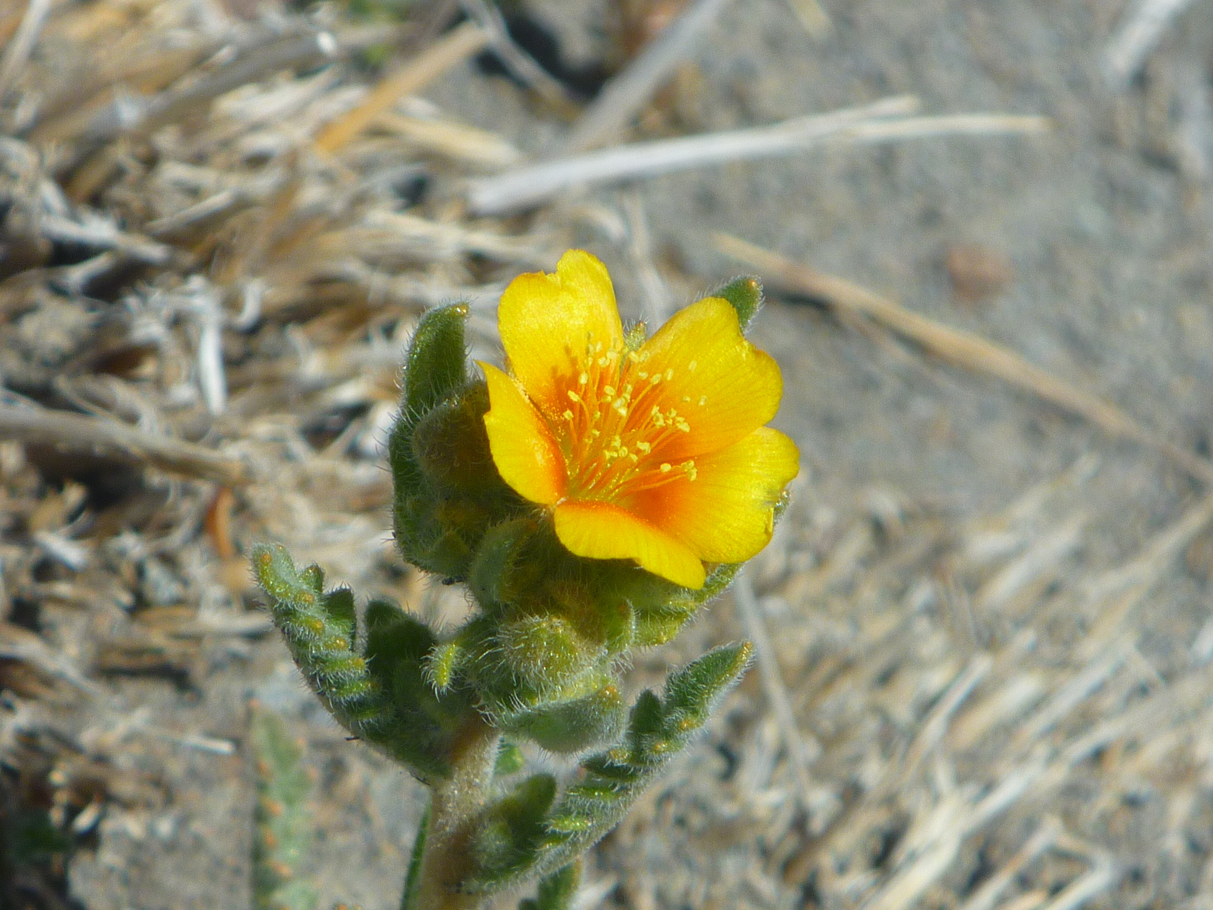 Veatch's Stickleaf