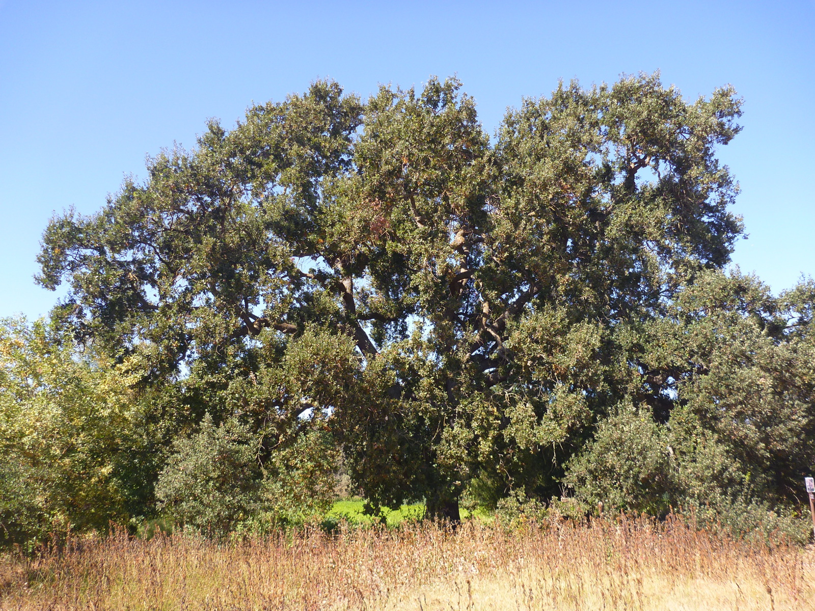 Majestic Valley Oak