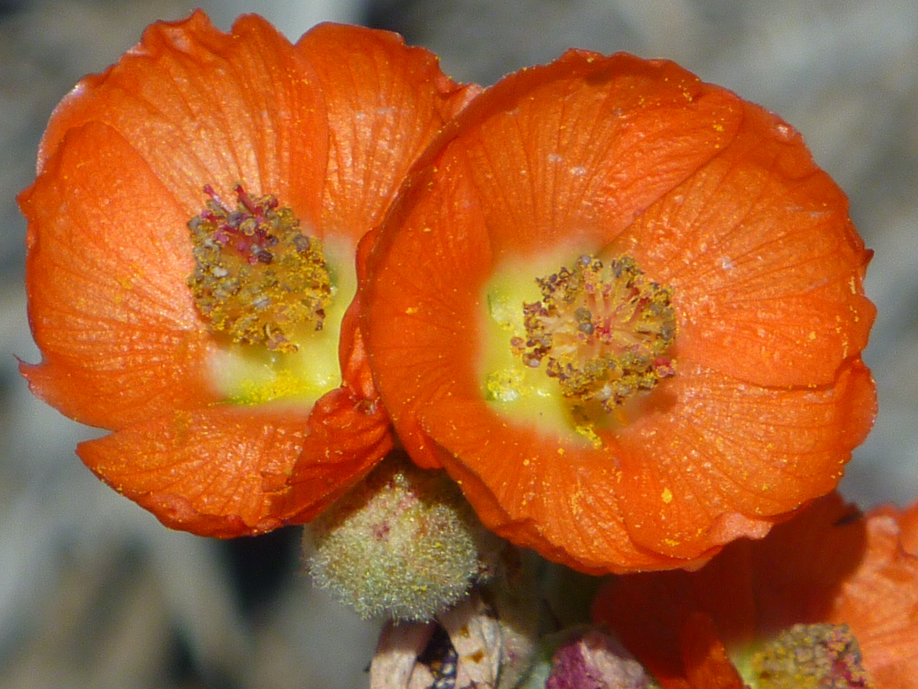 Apricot Mallow
