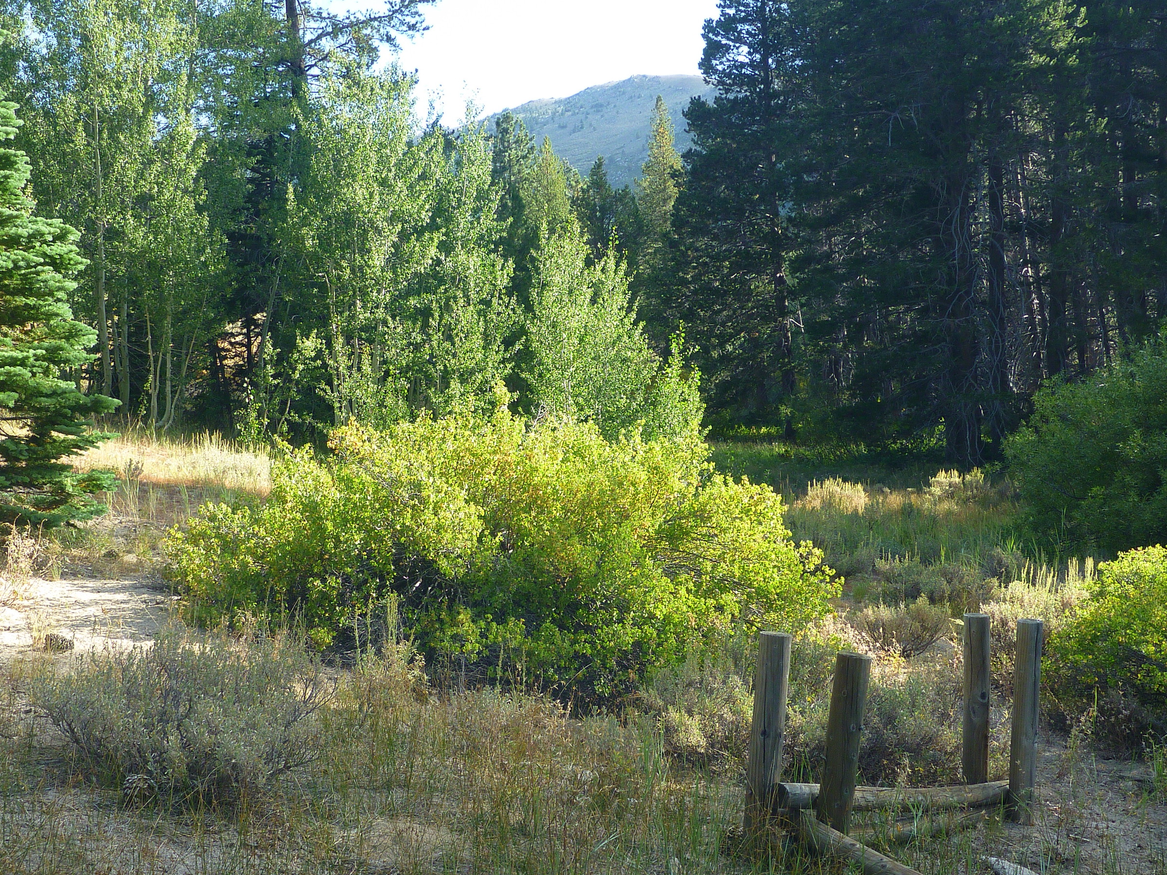 Woodcutter's Cabin